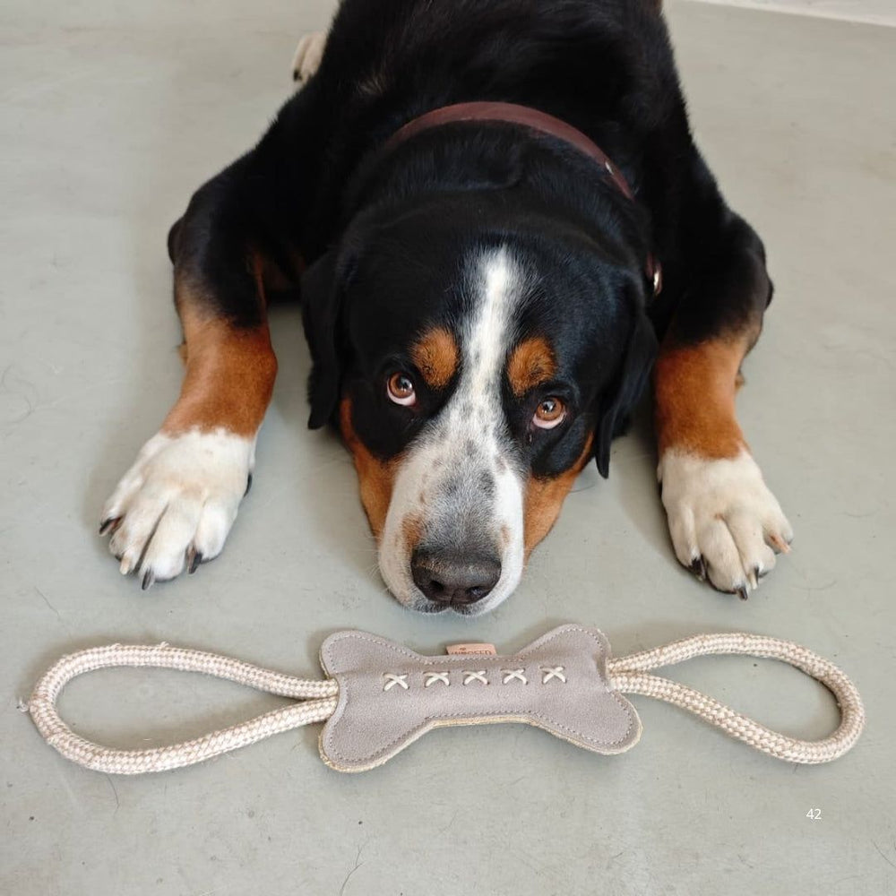 „Nachhaltiges Hundespielzeug-Set mit Hund, Knochenspielzeug und einem neugierigen Blick.“