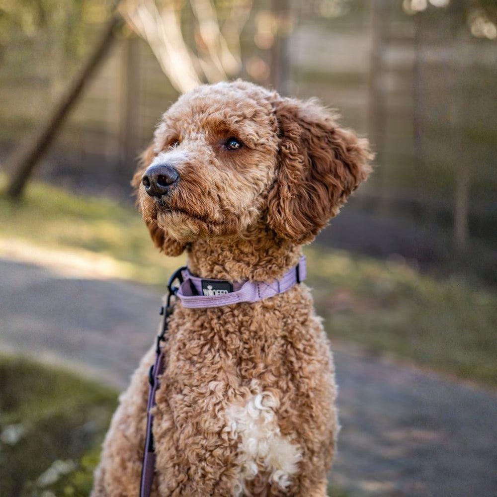 Lockiger brauner Hund mit violettem Halsband sitzt auf einem Weg und blickt aufmerksam in die Ferne.