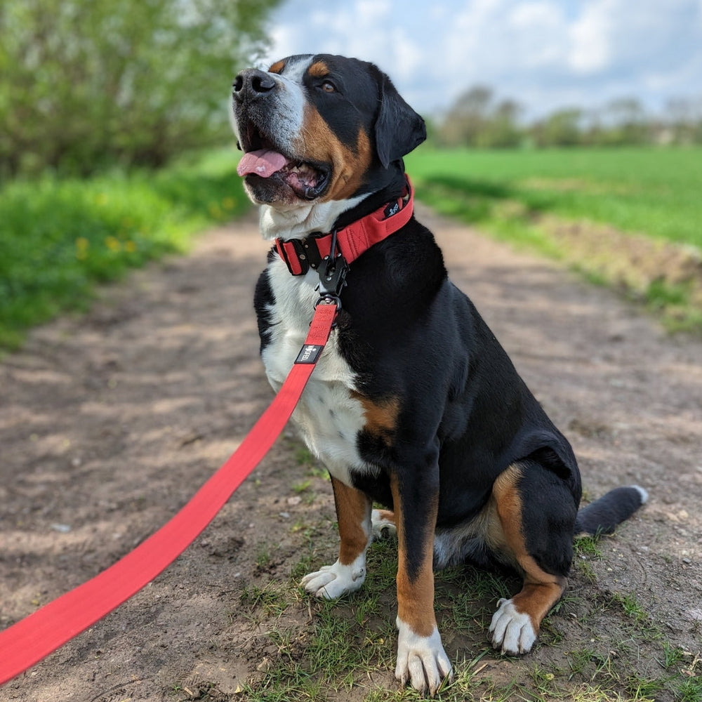 Hund mit roter Führleine und rotem Halsband, auf grüner Wiese vor Bäumen sitzend.