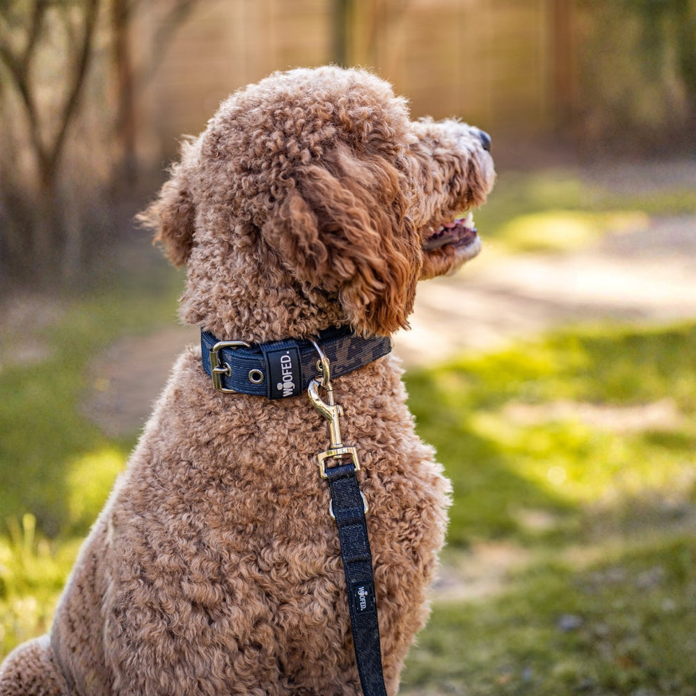 Brauner, lockiger Hund mit schwarzem Halsband und goldener Schnalle an einer Nylon-Führleine sitzt am Gehweg.