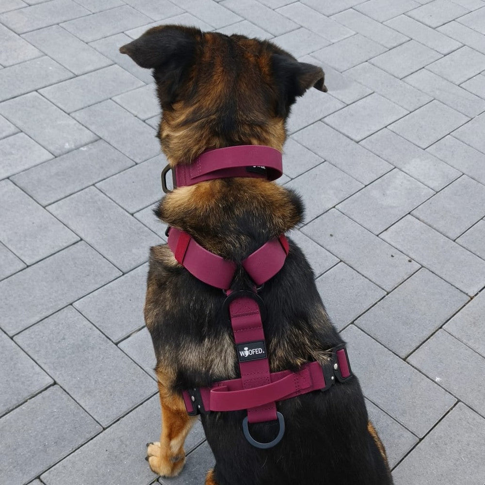 Burgunderfarbenes Y-Hundegeschirr WOOFLEX® mit Griff, verstellbaren Riemen und Sicherheitsfunktionen, gezeigt an einem Hund.