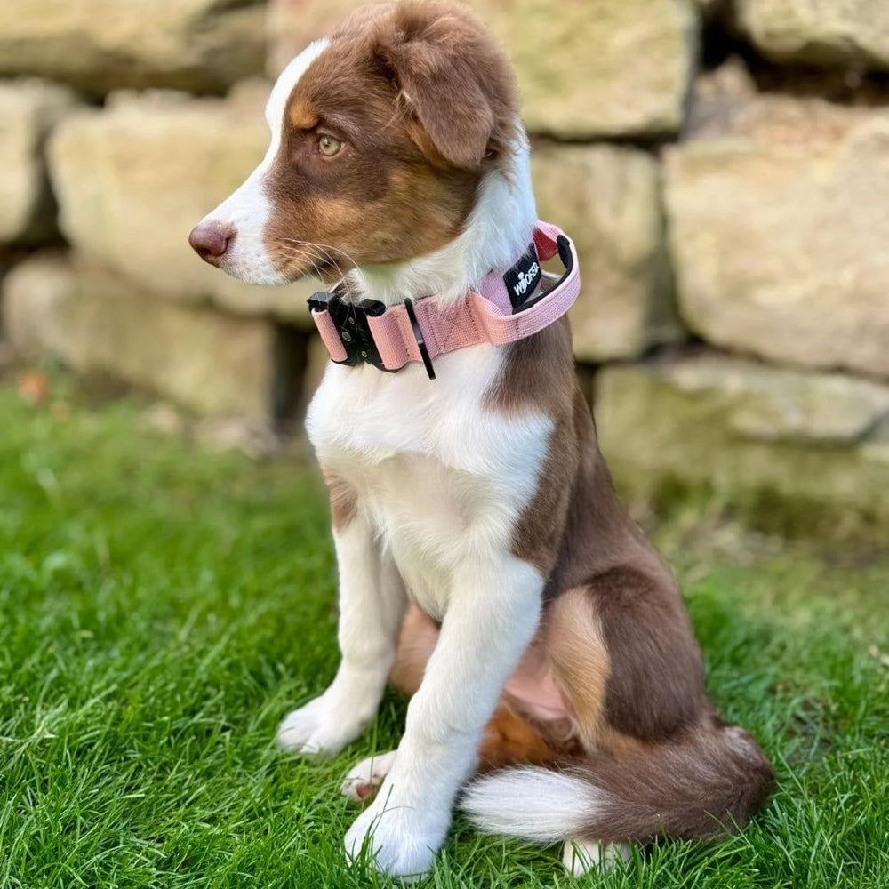 Junger braun-weißer Hund mit pinkfarbenem Nylon Halsband auf einer grünen Wiese, neugierig schauend.