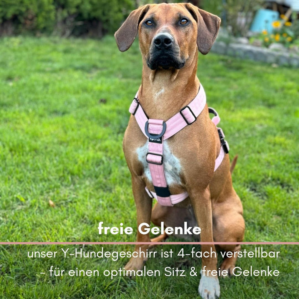 Hund in pinkem Y-Geschirr sitzt auf grünem Rasen und blickt zur Kamera. Ideal für Spaziergänge und Kontrolle.