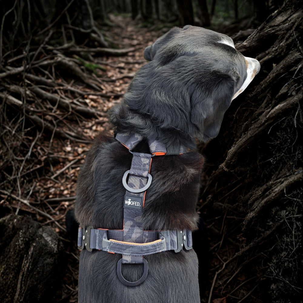 Hund von hinten im grauen Y-Hundegeschirr mit orangefarbenen Akzenten, umgeben von Waldlandschaft mit Baumstämmen.