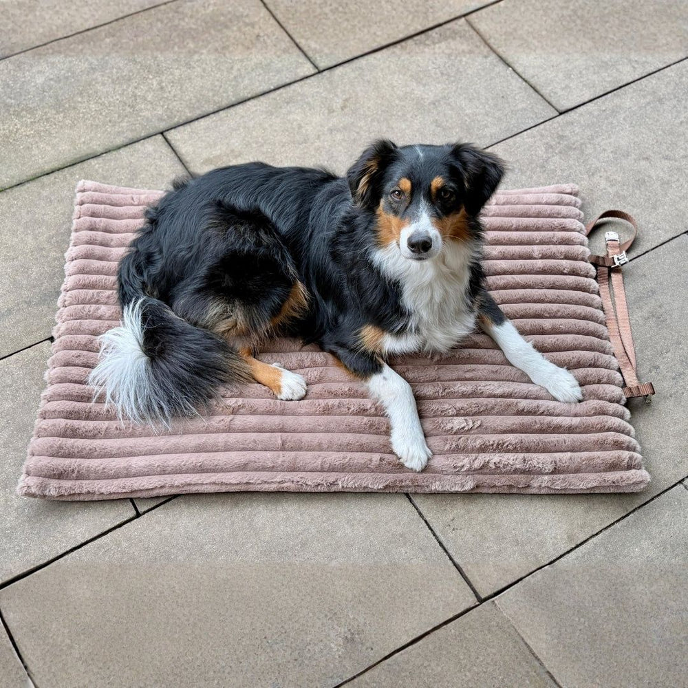 Hund auf einer weichen, gestreiften Reisedecke in Braungrau auf grauem Boden. Ideal für Reisen und zu Hause.