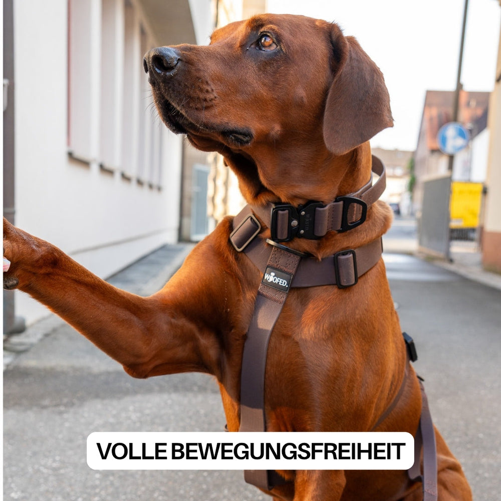 Brauner Hund im Y-Hundegeschirr WOOFLEX® in der Stadt, hebt Pfote und blickt nach oben, umgeben von Gehwegen und Gebäuden.