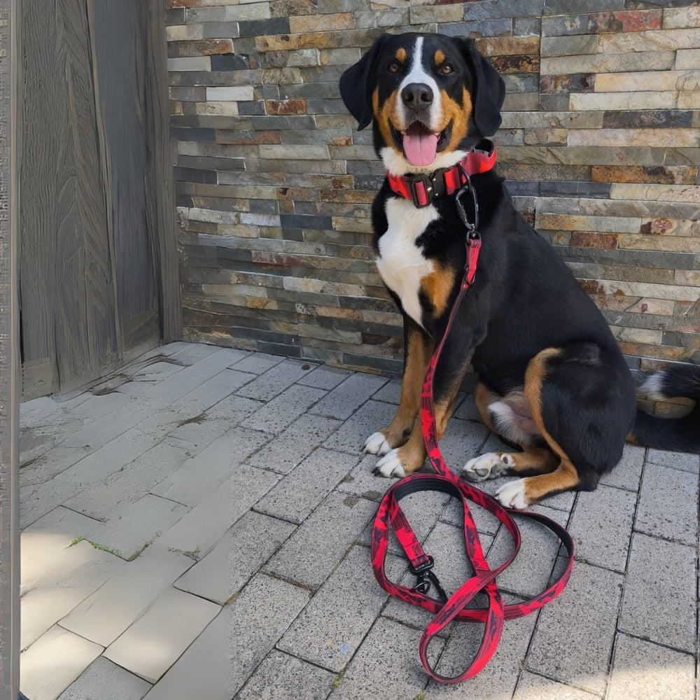 Hund mit rot-weißer Leine und Geschirr sitzt vor einer Steinwand, fröhlich und entspannt.