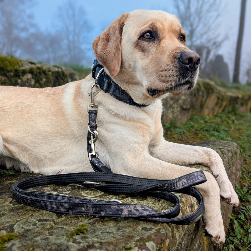 Labrador-Hund auf Steinen mit schwarzem Halsband und Nylon Classic Führleine, im Hintergrund grüne Pflanzen und Nebel.