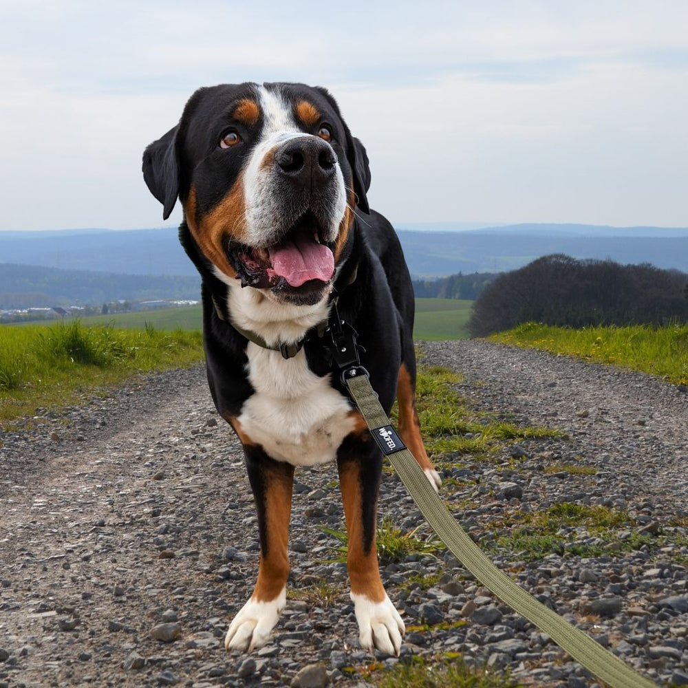 Hund mit schwarz-braunem Fell auf Kiesweg, lächelnd mit ausgestreckter Zunge, grüne Wiese im Hintergrund.