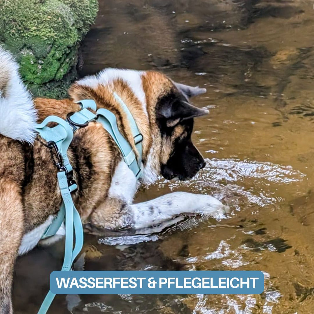 Braun-weißer Hund im Wasser mit 4fach-verstellbarem WOOFLEX® Geschirr und Sicherheitsfunktionen.
