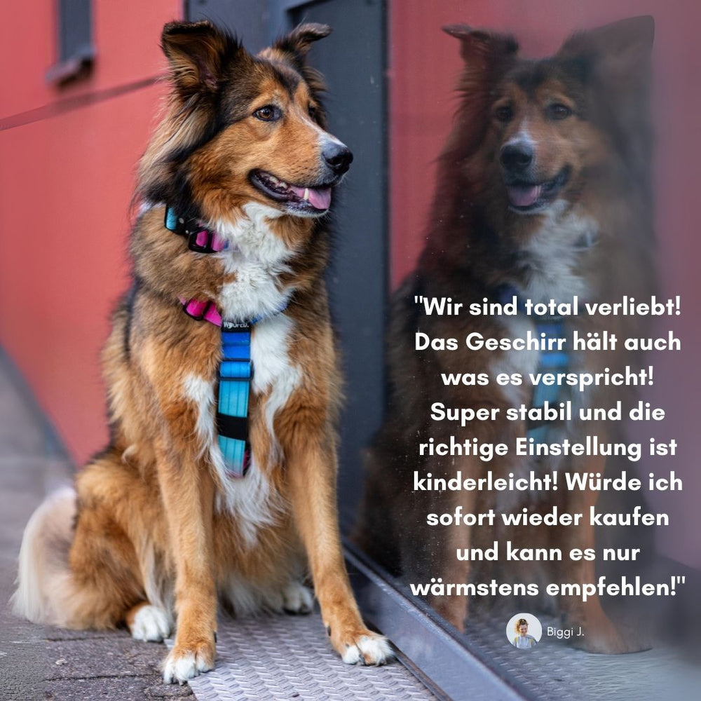 Farbenfrohes Y-Hundegeschirr mit Griff, Hund sitzt entspannt vor einem Fenster, orangefarbene Wand im Hintergrund.
