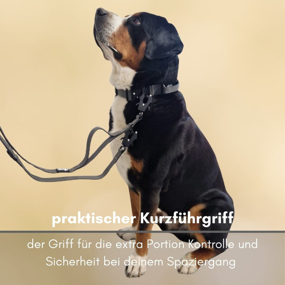Hund mit Geschirr und Kurzführgriff für mehr Kontrolle und Sicherheit. Froschkarabiner aus hochwertigem Nylon.