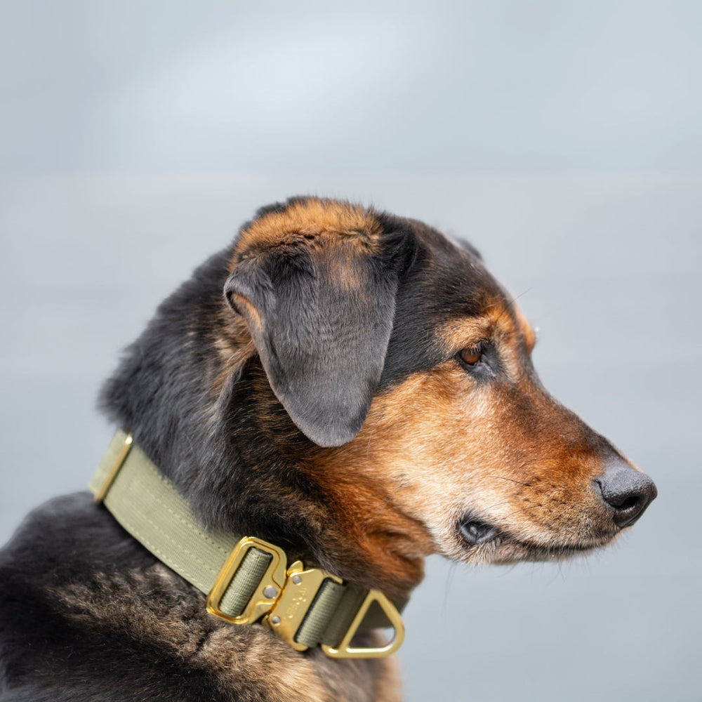 Kleiner Hund im Profil mit braun-schwarzem Fell, trägt olivgrünes Nylon-Halsband und goldfarbene Schnalle.