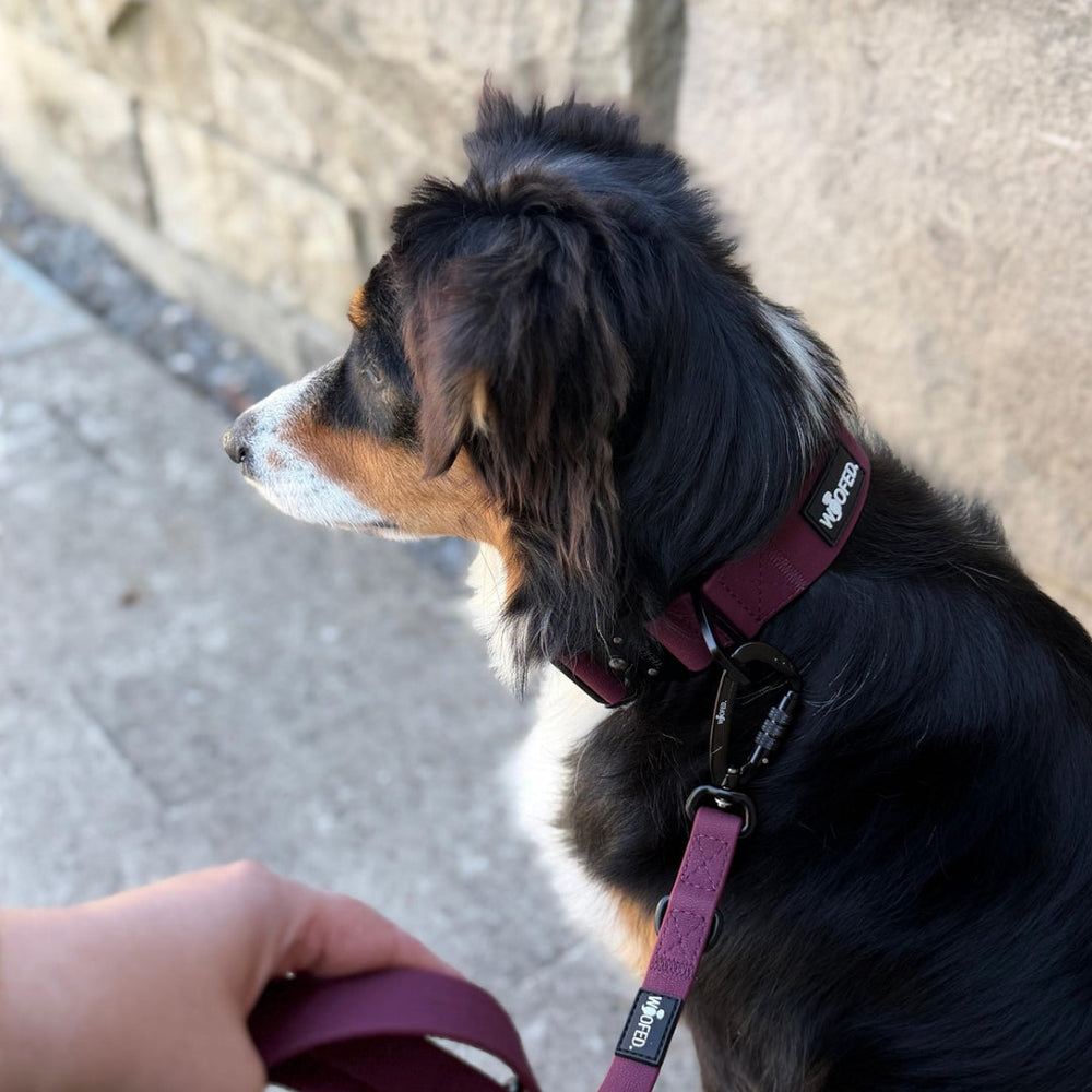 Hund mit geflecktem Fell an burgunderfarbener Leine und Halsband, sitzt und schaut zur Seite.
