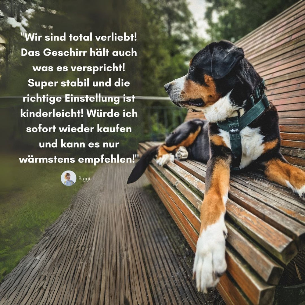 Hund im Y-Geschirr entspannt auf Holzbank, umgeben von Bäumen – natürlicher Look und ruhiger Ausdruck.