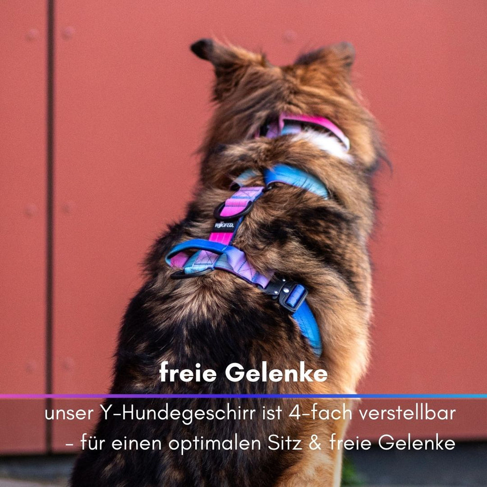 Hund trägt ein verstellbares Y-Hundegeschirr mit Griff, farbenfroh und gemütlich, vor einer roten Wand.