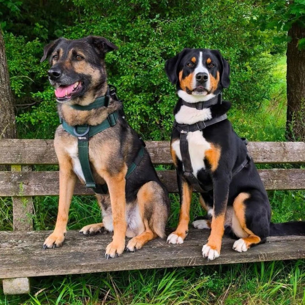 Zwei Hunde im Freien auf einer Holzbank, einer trägt ein Y-Hundegeschirr mit Griff.