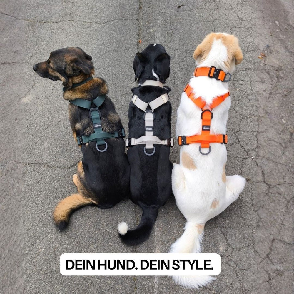 Drei Hunde sitzen auf Asphalt, jeder trägt ein farbiges Y-Hundegeschirr WOOFLEX® mit Griff in verschiedenen Farben.