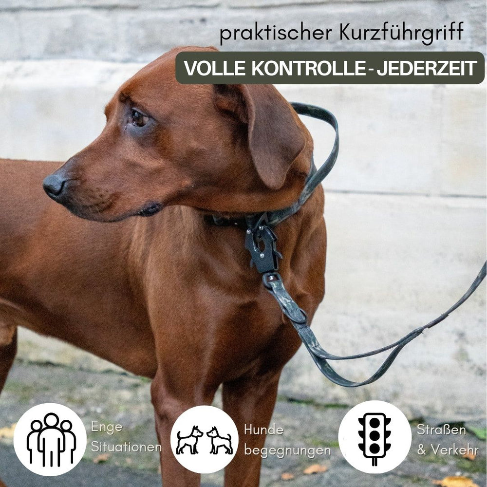 Brauner Hund mit WOOFLEX® Führleine und Froschkarabiner, ideal für verschiedene Situationen.