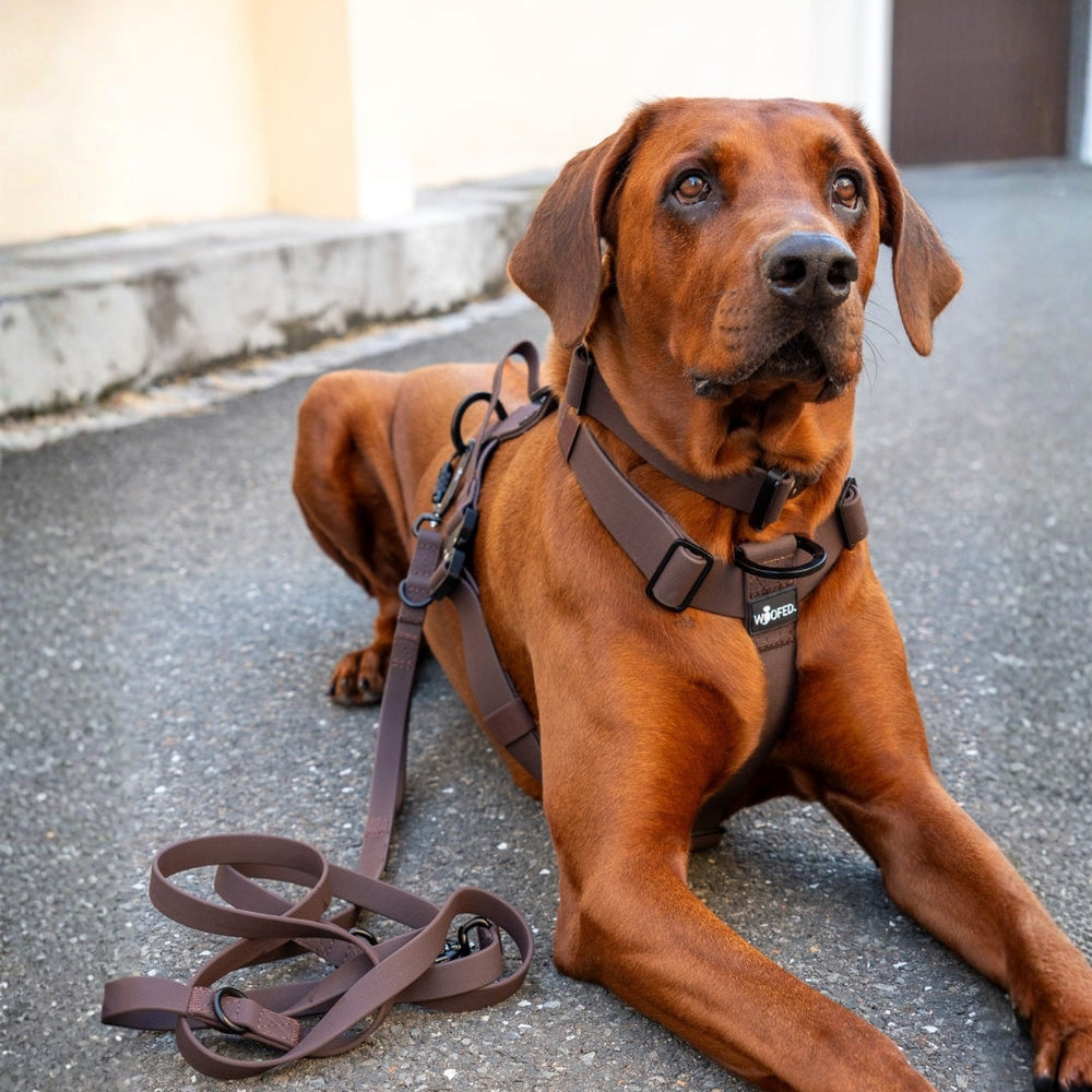 Hund mit braunem Geschirr und WOOFLEX® Pro Leine sitzt auf einem Gehweg aus grauem Asphalt.