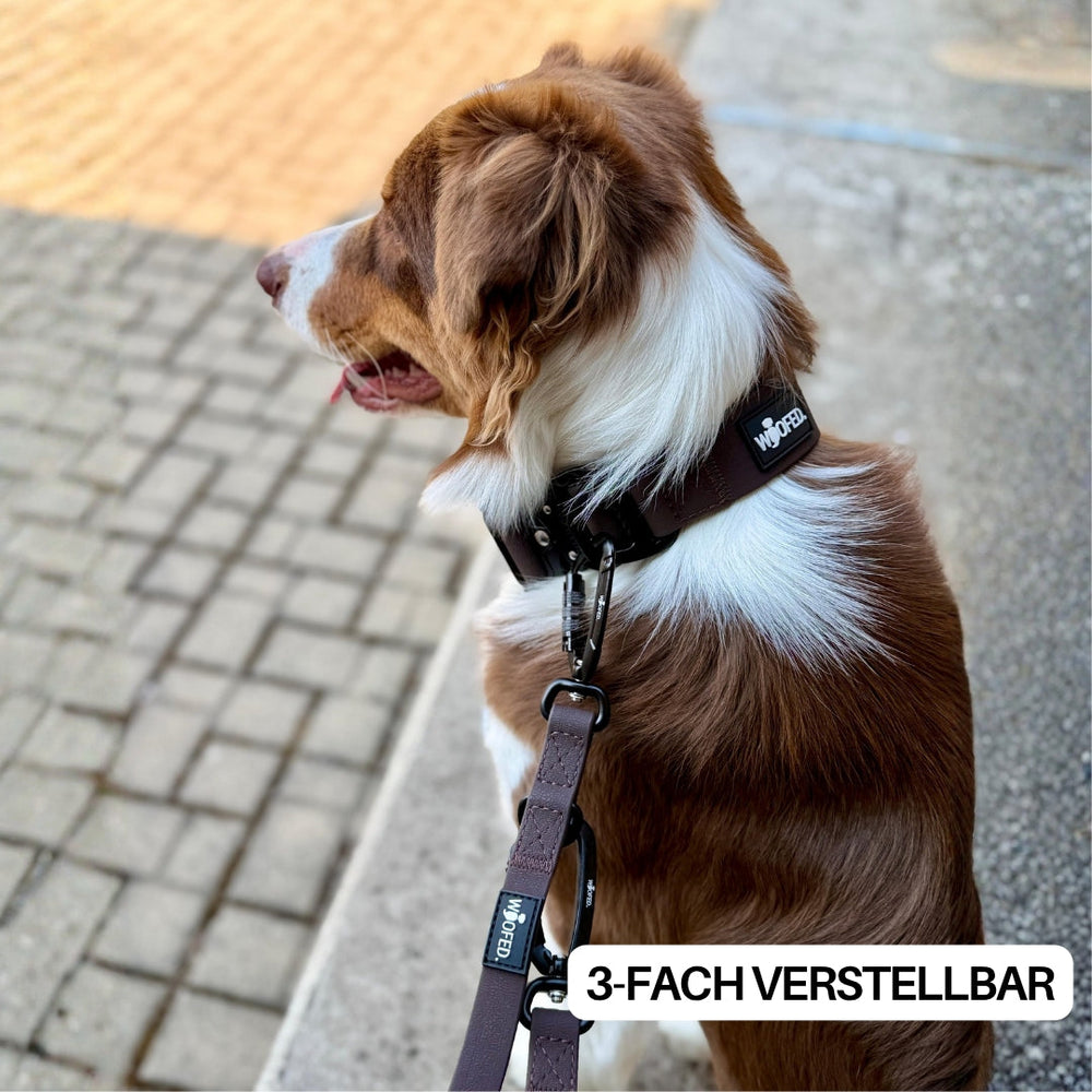 Aussie Shepherd mit braunem verstellbarem Y-Hundegeschirr WOOFLEX® auf einem Gehweg, schaut aufmerksam zur Seite.