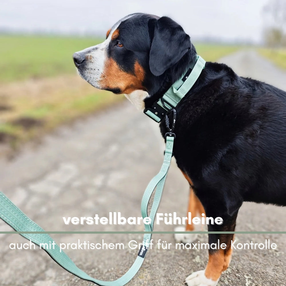 Hund an mintgrüner verstellbarer Führleine mit Sicherheitskarabiner auf ländlicher Straße, aufmerksam und entspannt.
