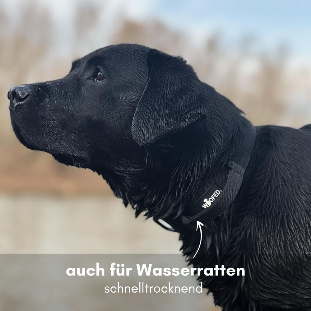 Schwarzer Hund mit nassem Fell trägt ein ultraleichtes Nylon Halsband-Leine-Set am Ufer eines Gewässers.