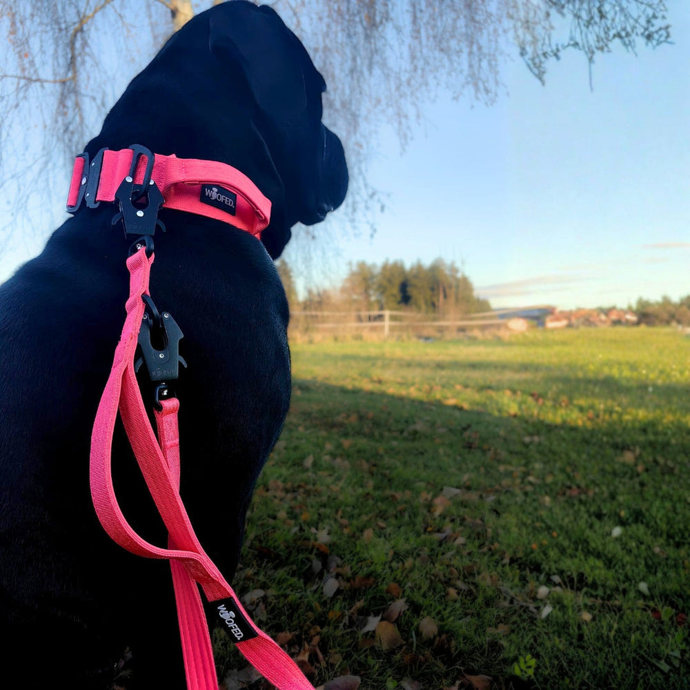 Schwarzer Hund mit pinkem Geschirr und Leine sitzt auf der Wiese und schaut in die Ferne zwischen Bäumen.