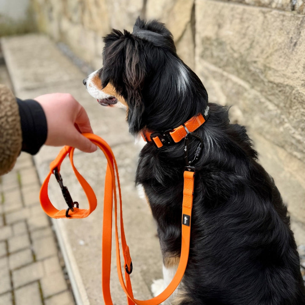 Hund mit orangefarbenem Geschirr und WOOFLEX® Führleine, gehalten von einer Person vor einer Steinmauer.