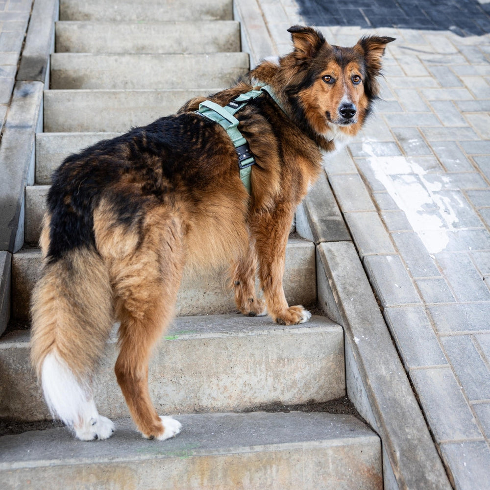 „Braun-schwarzer Hund mit weißem Schwanzfleck trägt grünes Y-Geschirr und steht auf einer Treppe.“