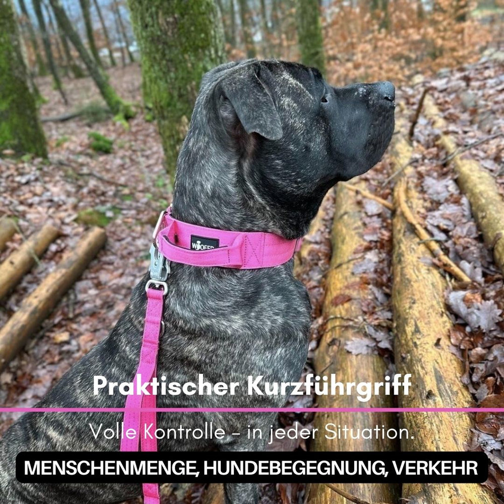 Hund an pinkem Geschirr mit Kurzführgriff auf einem Waldweg, umgeben von Bäumen und Laub.