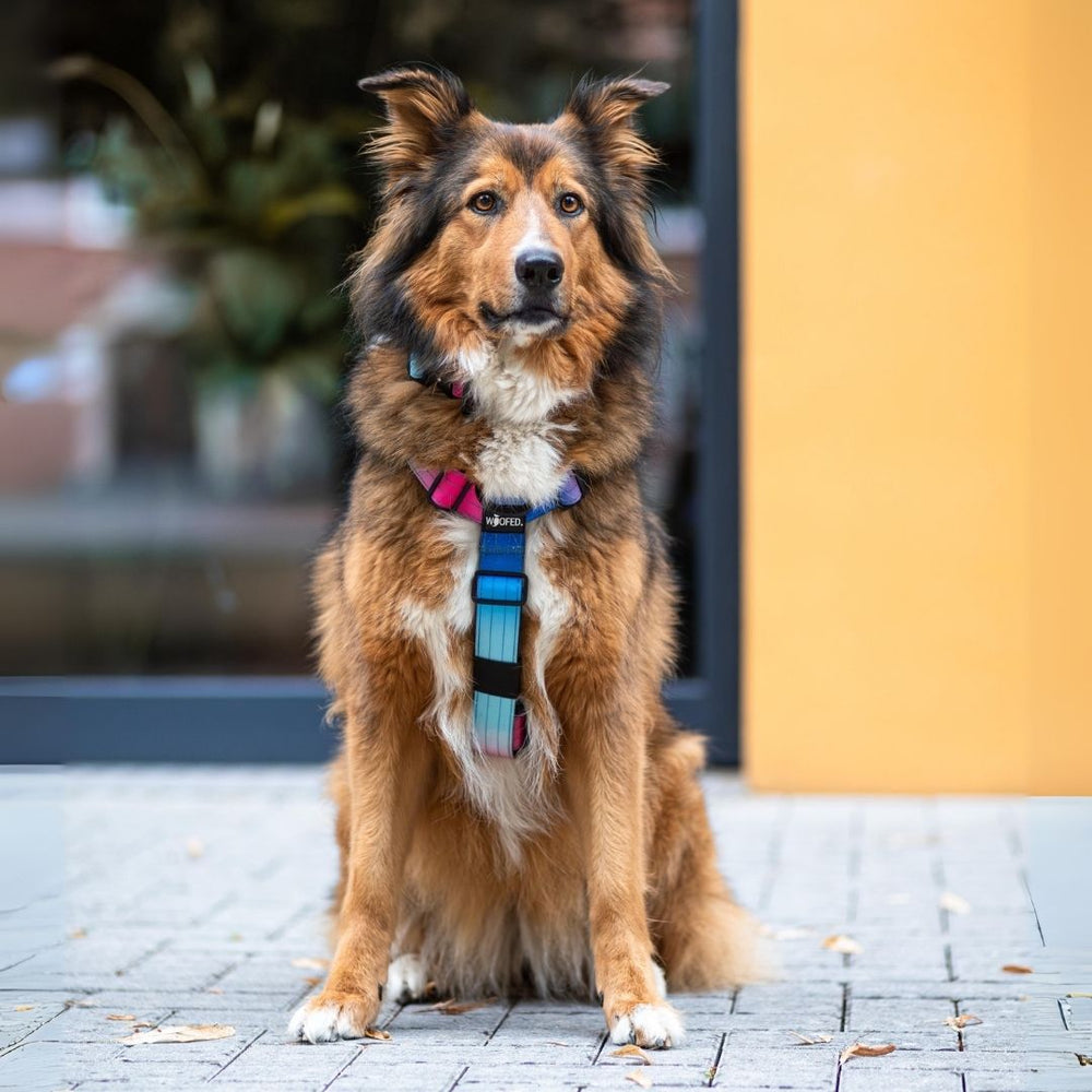 Brauner Hund mit buntem Y-Geschirr sitzt in urbaner Umgebung und schaut direkt in die Kamera.
