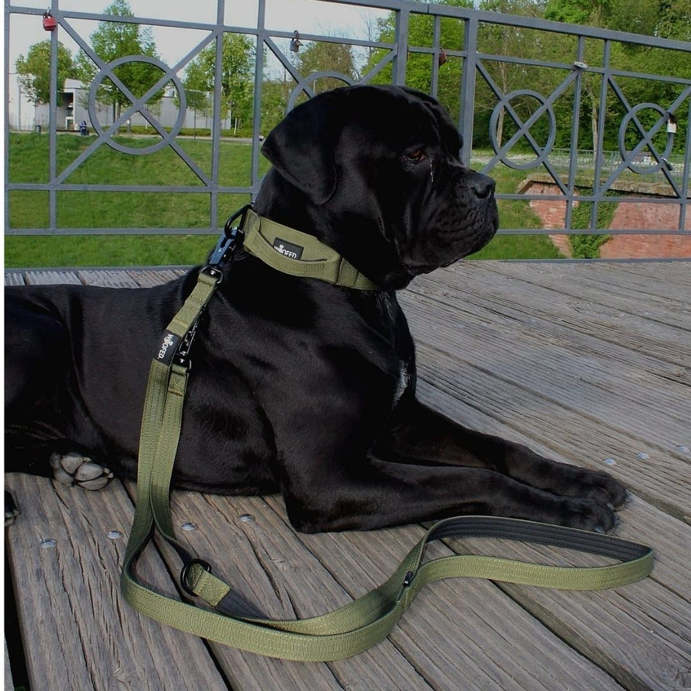 Nylon Führleine mit Froschkarabiner, schwarzer Hund an Leine, ruhend auf Holzsteg in parkähnlicher Umgebung.