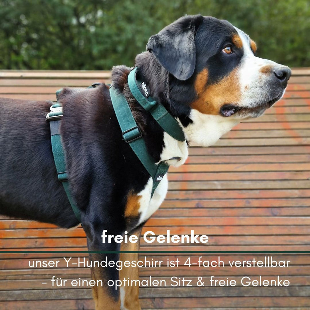 Hund mit grünem, 4-fach verstellbarem Y-Hundegeschirr auf Holzuntergrund, schaut aufmerksam zur Seite.
