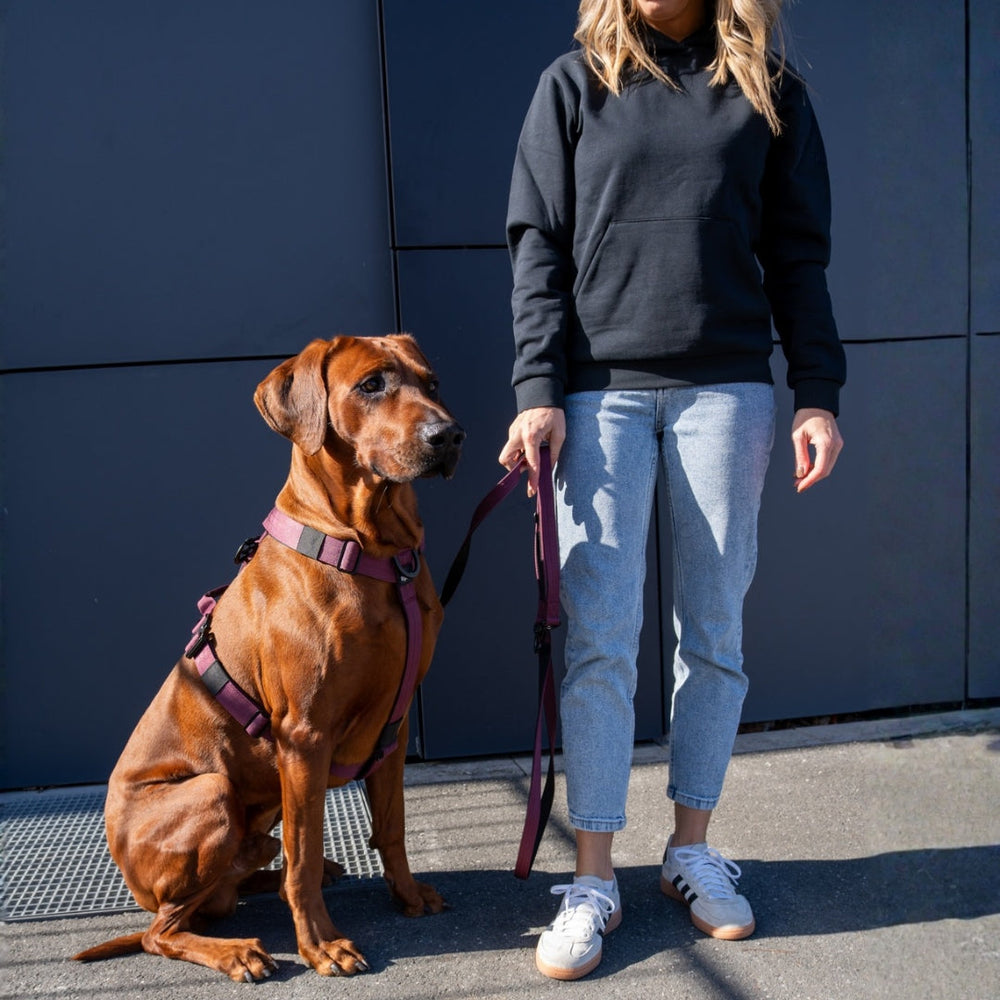 Person in Hoodie mit braunem Hund im pinken Y-Hundegeschirr, der an der Leine steht.