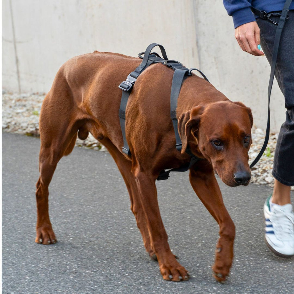 Brauner Hund im WOOFLEX® Geschirr mit Griff, an der Leine geführt auf asphaltierter Straße.