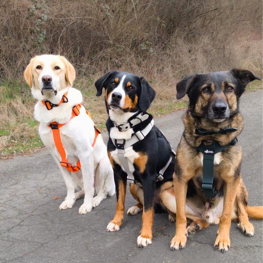 Drei Hunde auf einem Weg: beige mit orangefarbenem Geschirr, schwarz-braun-weiß mit hellem Geschirr, rechts ein weiterer Hund.