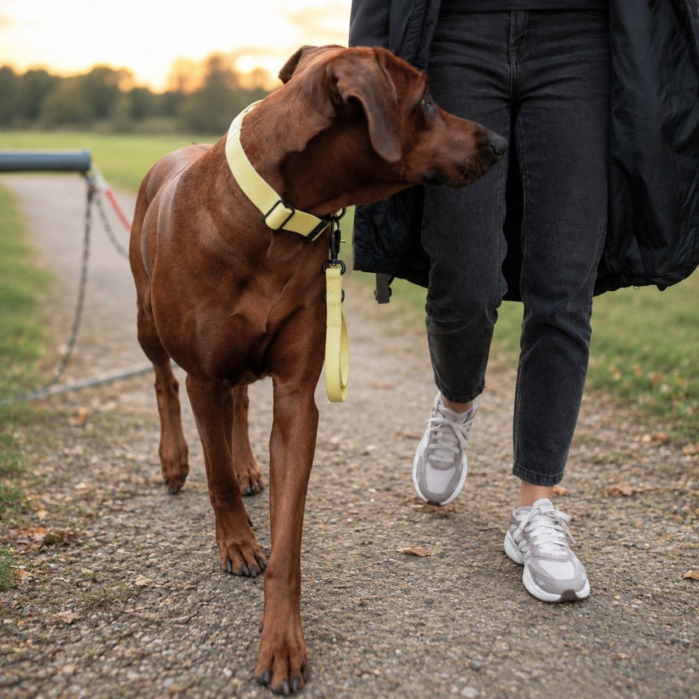 Brauner Hund mit gelbem Halsband WOOFLEX® läuft an der Leine neben einer Person in dunkler Kleidung auf einem Weg.