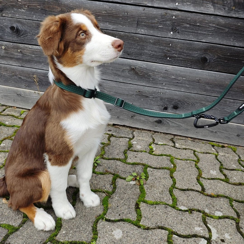 Braun-weißer Australian Shepherd an WOOFED Nylon Retrieverleine, die Komfort und Kontrolle vereint, vor holzverkleideter Wand