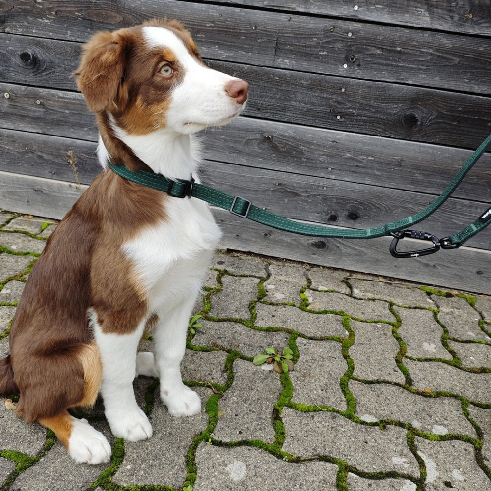 Braun-weißer Australian Shepherd an WOOFED Nylon Retrieverleine, die Komfort und Kontrolle vereint, vor holzverkleideter Wand