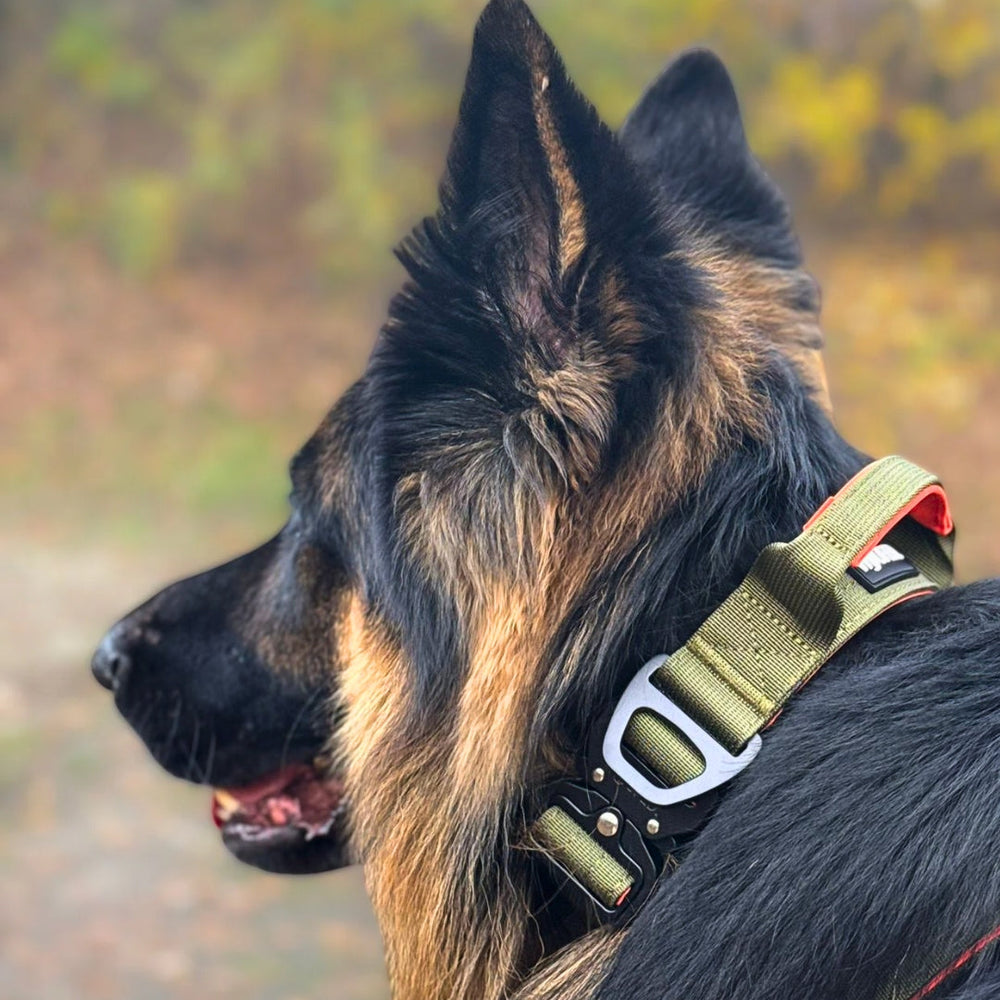 Deutscher Schäferhund im grünen Halsband mit Griff, aufmerksam und sportlich, vor unscharfem Hintergrund.