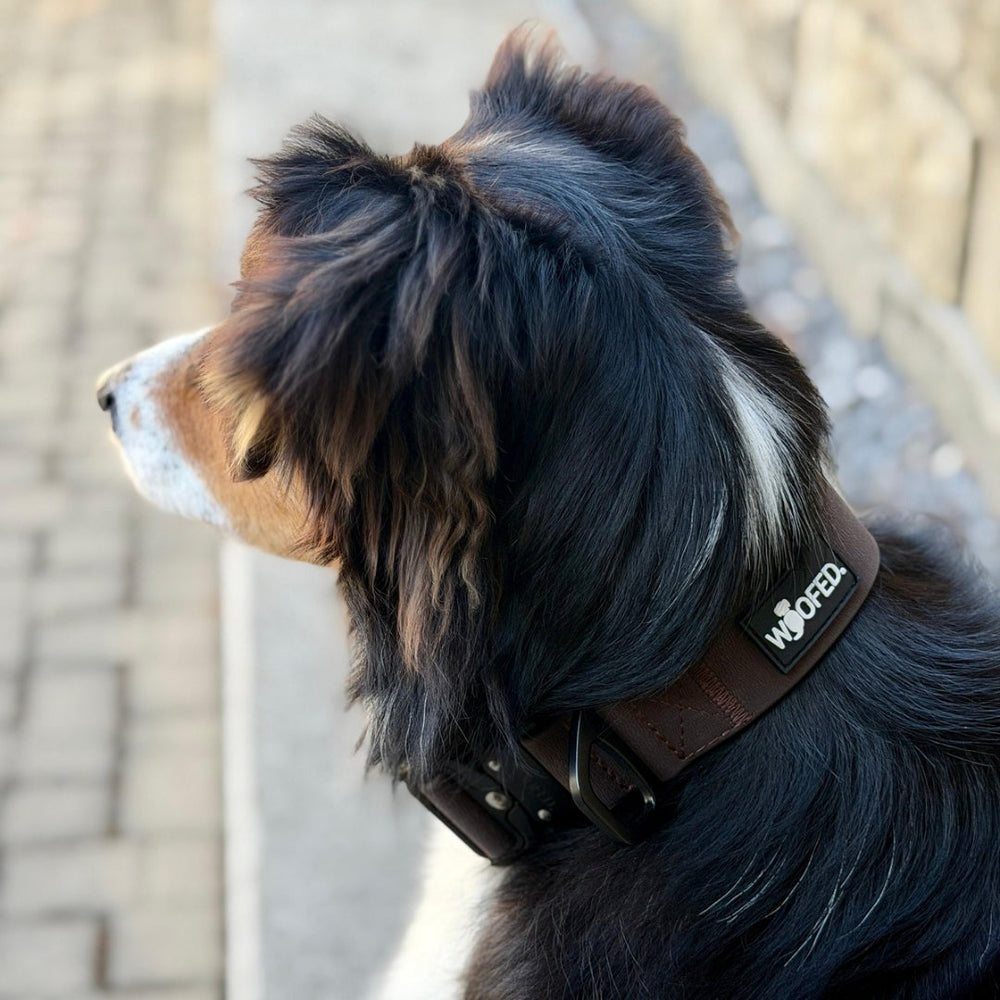 Brauner WOOFLEX® Tactical Hundehalsband ohne Griff, getragen von einem Hund vor Stein- und Mauerhintergrund.