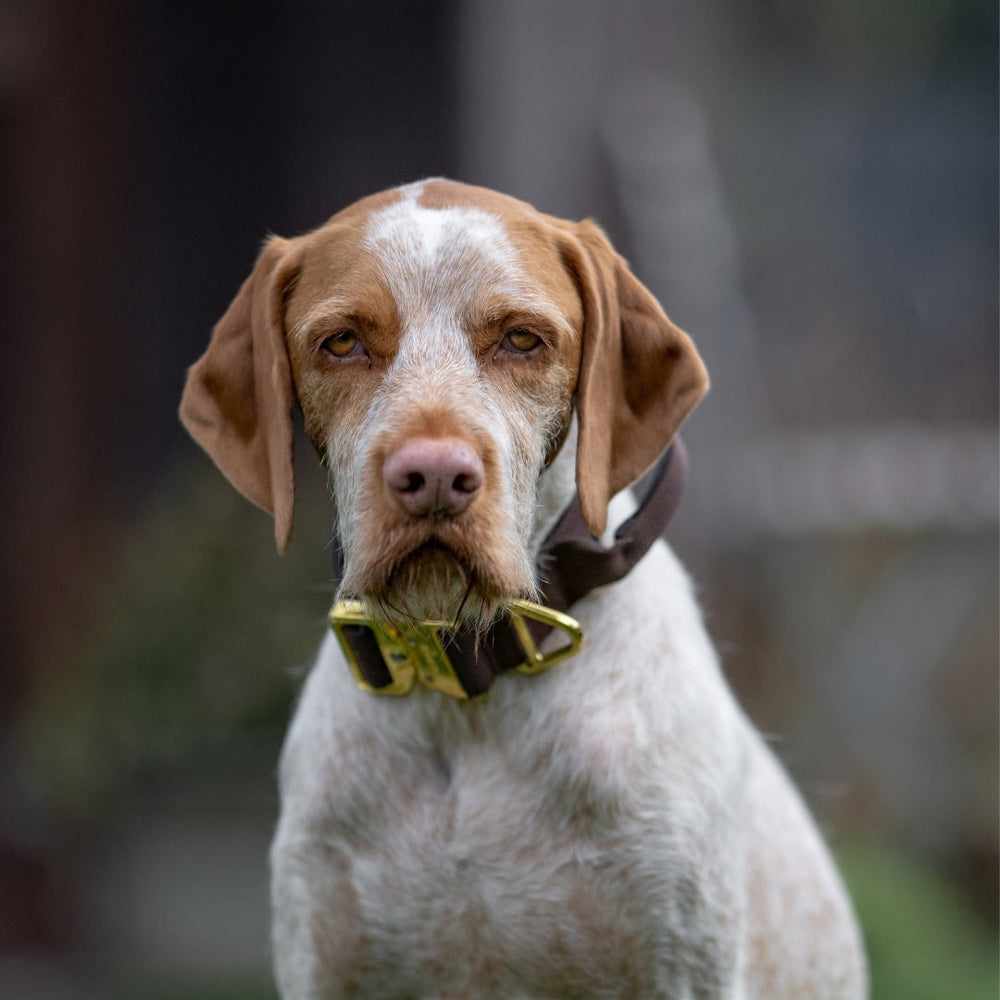 Braun-weißer Hund mit großem Halsband aus Nylon und Aluverschluss blickt direkt in die Kamera.