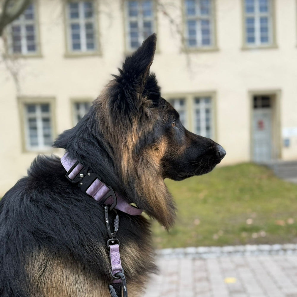 Hund im Profil mit geflecktem Fell trägt lila Nylon Halsband und Leine, vor heller Gebäudefassade.