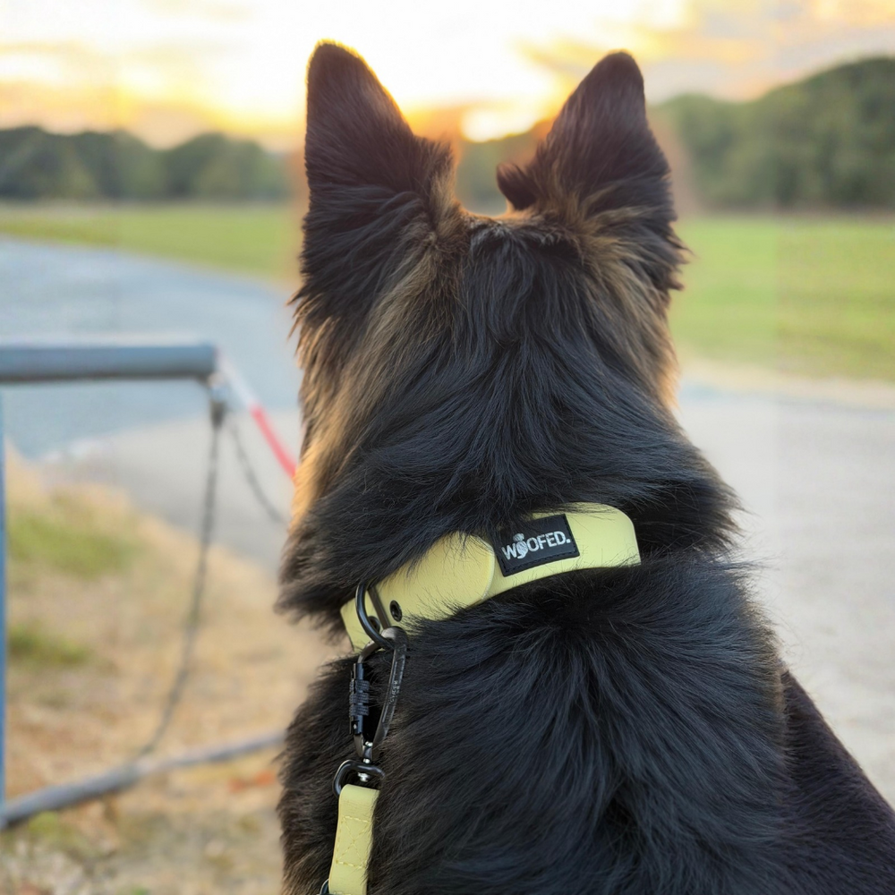 Hund mit gelbem WOOFLEX® Classic Halsband schaut auf den Sonnenuntergang über Wiesen und bewölkten Himmel.