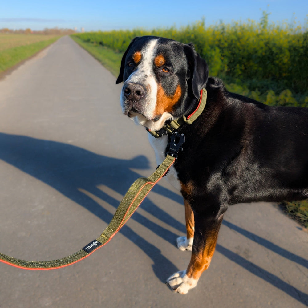 Hund mit schwarz-braunem Fell auf einem sonnigen Weg, trägt Halsband und NYLON-Führleine mit Froschkarabiner.