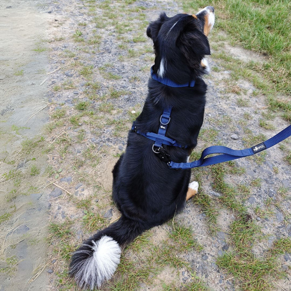 Schwarzer Hund mit weißen Abzeichen im Y-Hundegeschirr, sitzt auf einem Weg und ist an einer Leine befestigt.