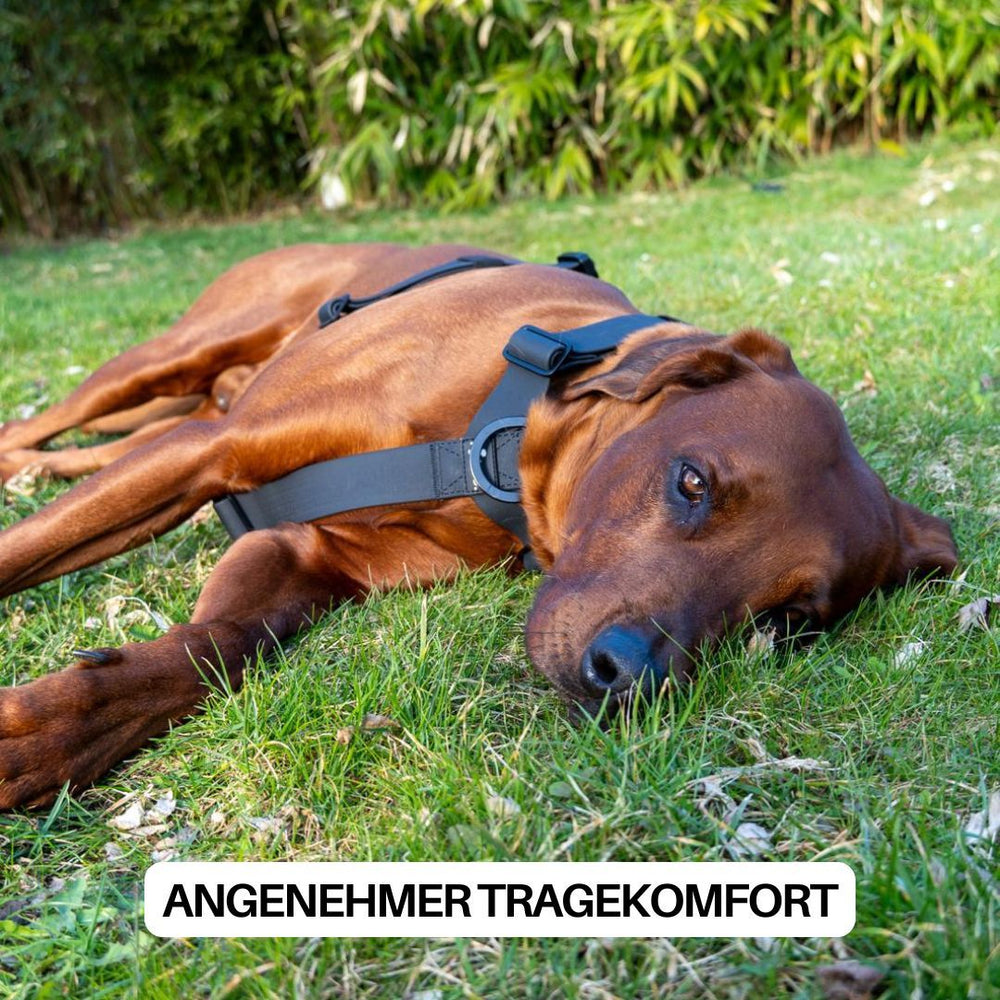 Brauner Hund liegt entspannt auf Gras im WOOFLEX® Geschirr, umgeben von grünen Pflanzen. Komfortables Hundegeschirr.
