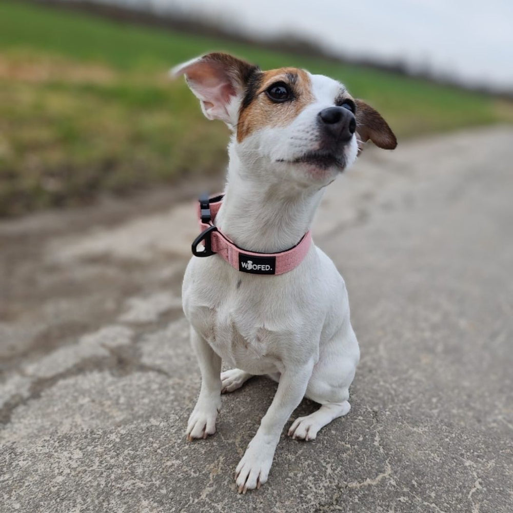 Kleiner, weißer Hund mit braunen Flecken trägt rosa Geschirr auf gepflastertem Weg, umgeben von grünem Gras.