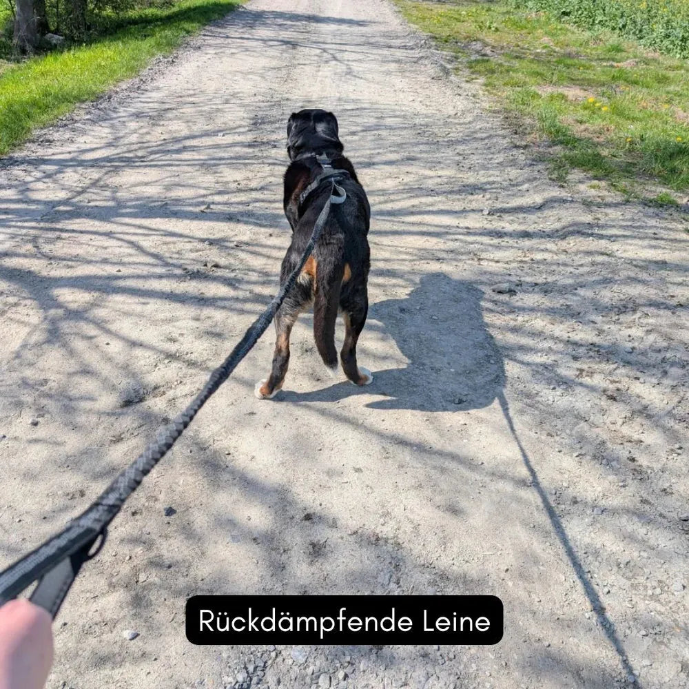 Hund auf Schotterweg mit Jogging- und Wanderleine in einer grünen Umgebung. Ideal für aktive Ausflüge.